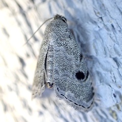 Abablemma brimleyana