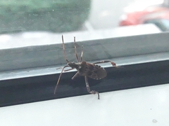 Leptoglossus occidentalis