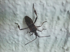 Leptoglossus occidentalis