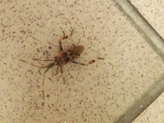 Leptoglossus occidentalis