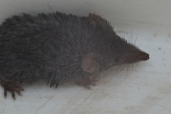 Mexican Shrew photo 3