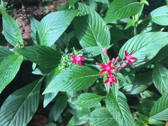 Pentas lanceolata