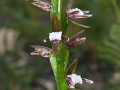 Prasophyllum brevilabre