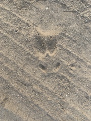 Odocoileus hemionus californicus