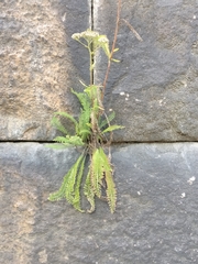 Achillea millefolium