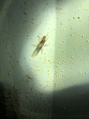 Myrmecocystus mexicanus