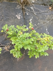 Rosa rugosa