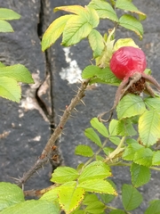 Rosa rugosa