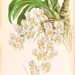 Catasetum tigrinum - Photo (c) Biodiversity Heritage Library,  זכויות יוצרים חלקיות (CC BY)