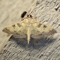 Diacme elealis