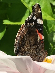 Vanessa atalanta