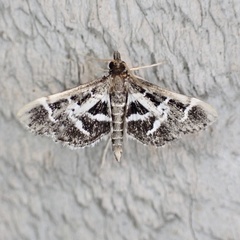 Diasemiodes janassialis