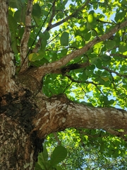 Terminalia catappa