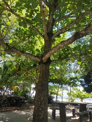 Terminalia catappa