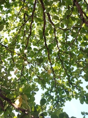 Terminalia catappa