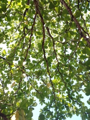Terminalia catappa