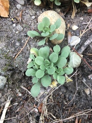 Sedum cepaea