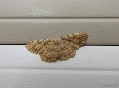 Scopula luridata