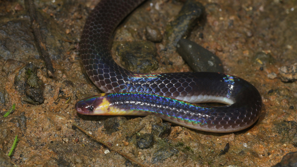 Red-Headed Reed Snake