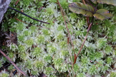Sphagnum cristatum
