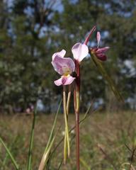 Diuris punctata