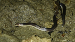 Calamaria hilleniusi