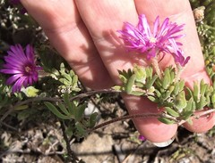 Drosanthemum intermedium