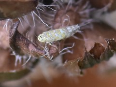 Eupteryx decemnotata