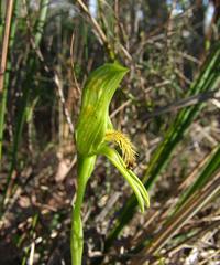 Pterostylis tasmanica