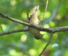 Setophaga castanea