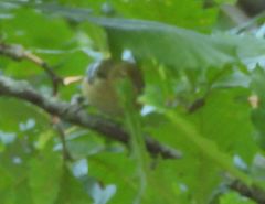 Setophaga castanea