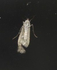 Nomophila corticalis