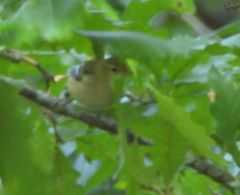 Setophaga castanea