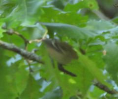 Setophaga castanea