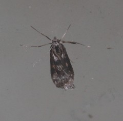 Nomophila corticalis
