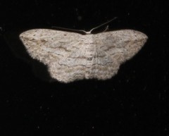 Scopula desita