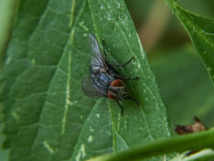 Epicampocera succincta