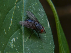 Epicampocera succincta