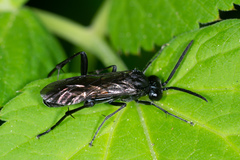 Macrophya annulata