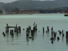 Pelecanus occidentalis