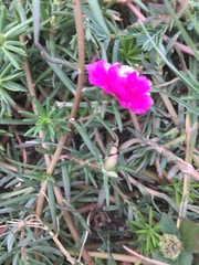 Portulaca pilosa