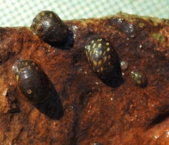 Theodoxus fluviatilis