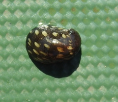 Theodoxus fluviatilis