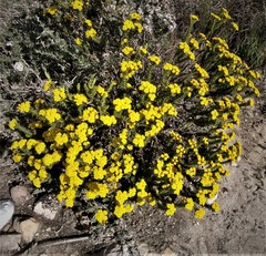 Oedera steyniae