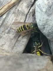 Vespula