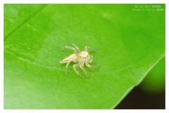 Telamonia