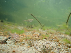 Barbatula barbatula