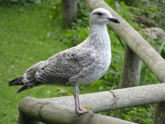 Larus argentatus