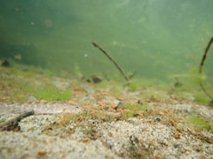 Barbatula barbatula