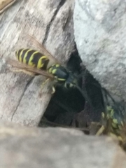 Vespula